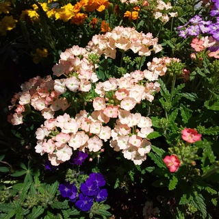 DSC_8543.JPG