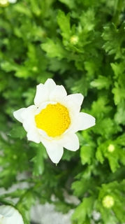 DSC_984.JPG